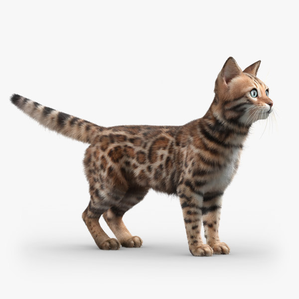 bengal cat fur 3d max