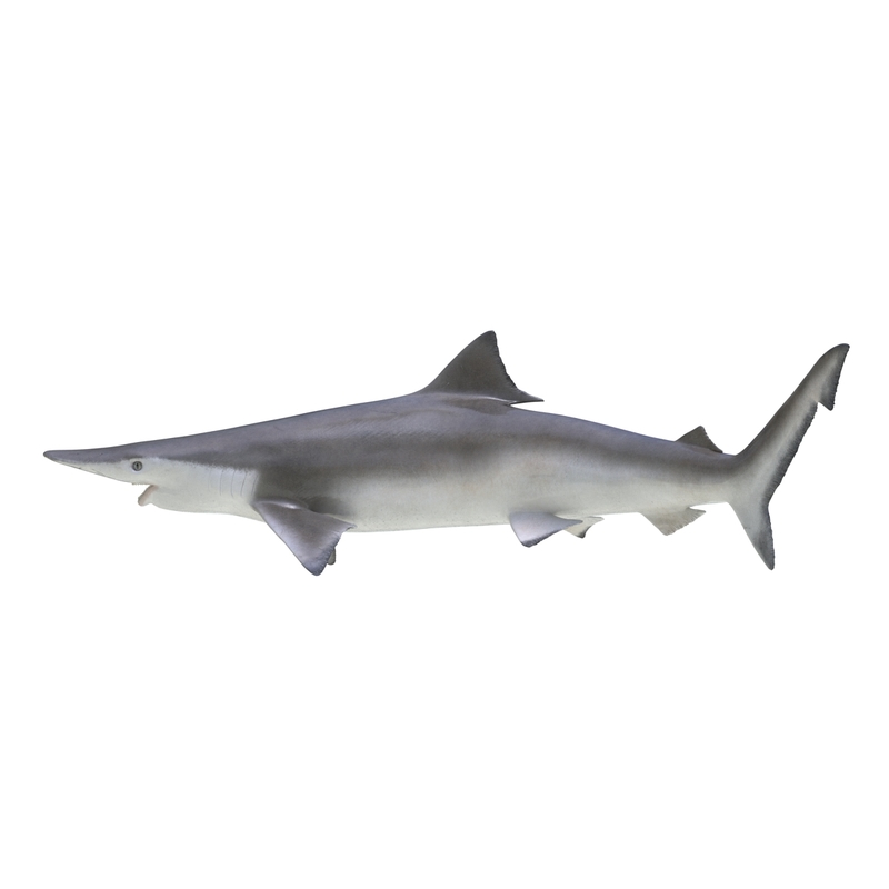 Spadenose Shark Pose 2 Model 3D Model 3D - TurboSquid 998525