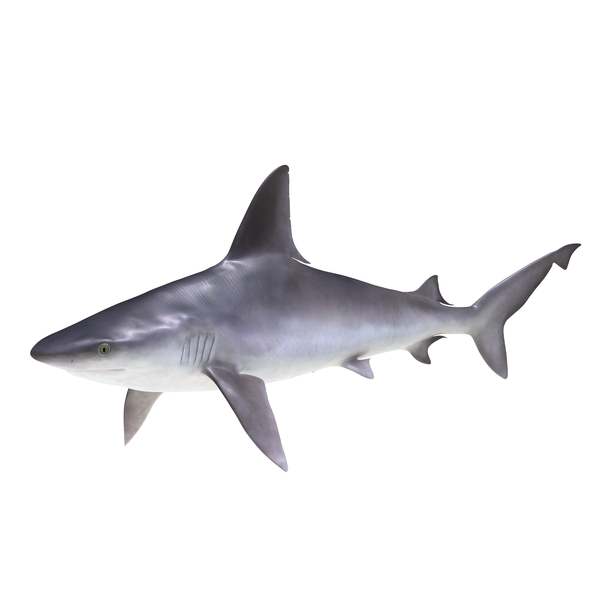 sandbar shark 3d模型3d模型