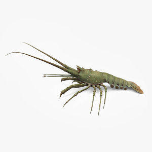 lobster 3d model
