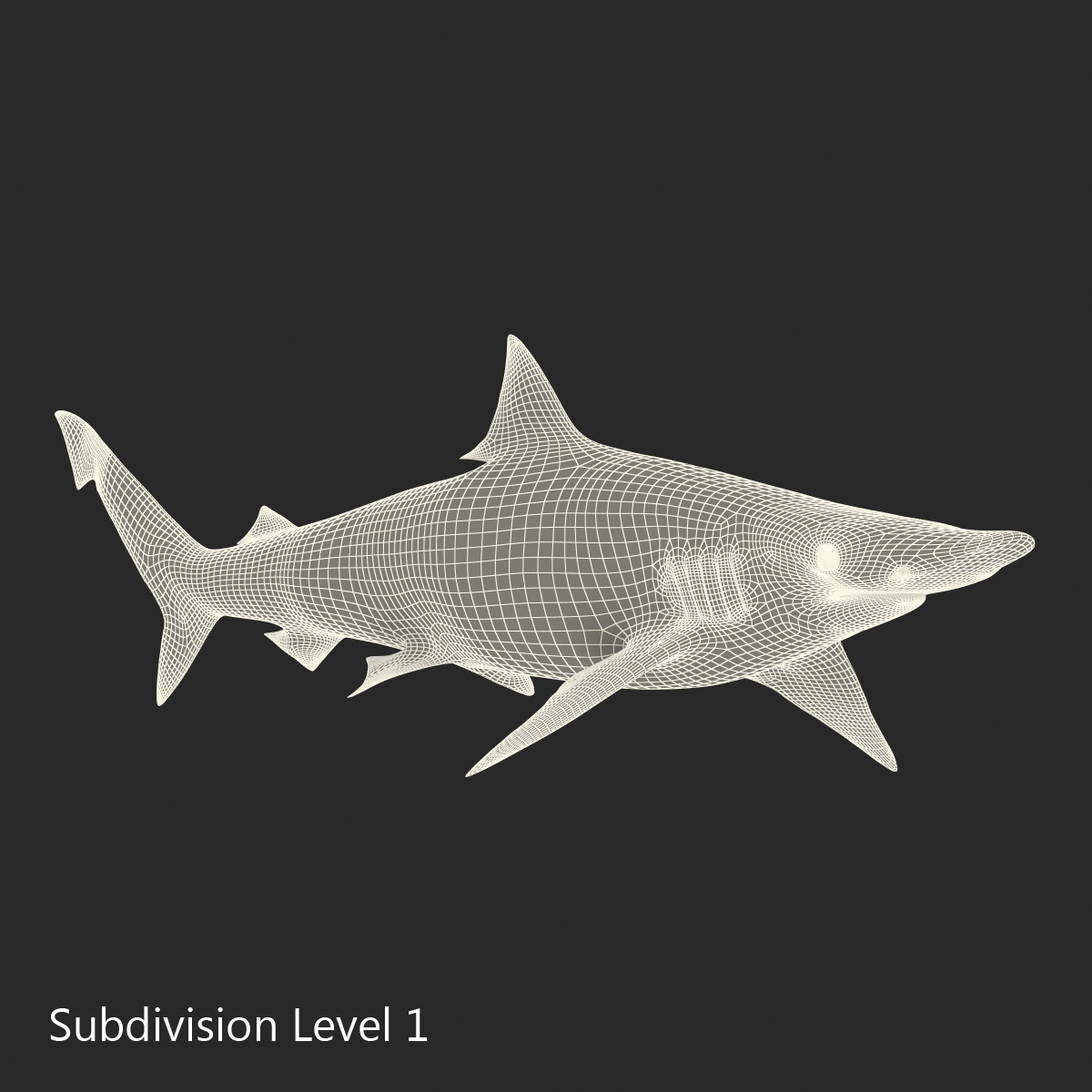 3d spadenose shark model