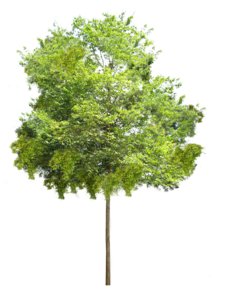 Cratoxylum cochinchinense