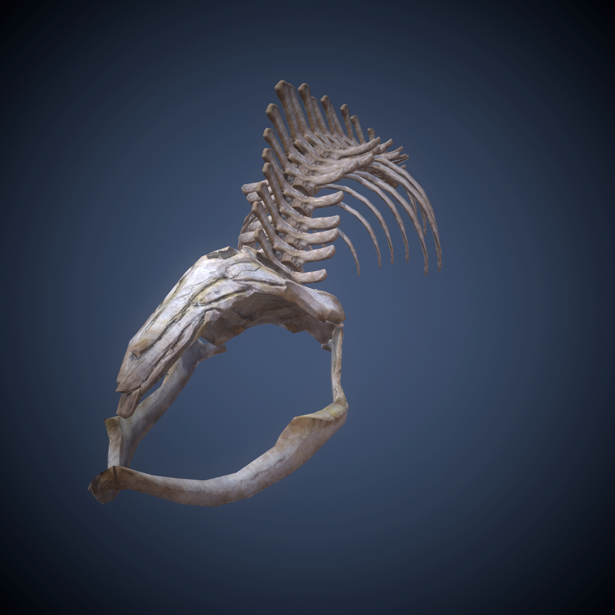 whale skeleton 3d x