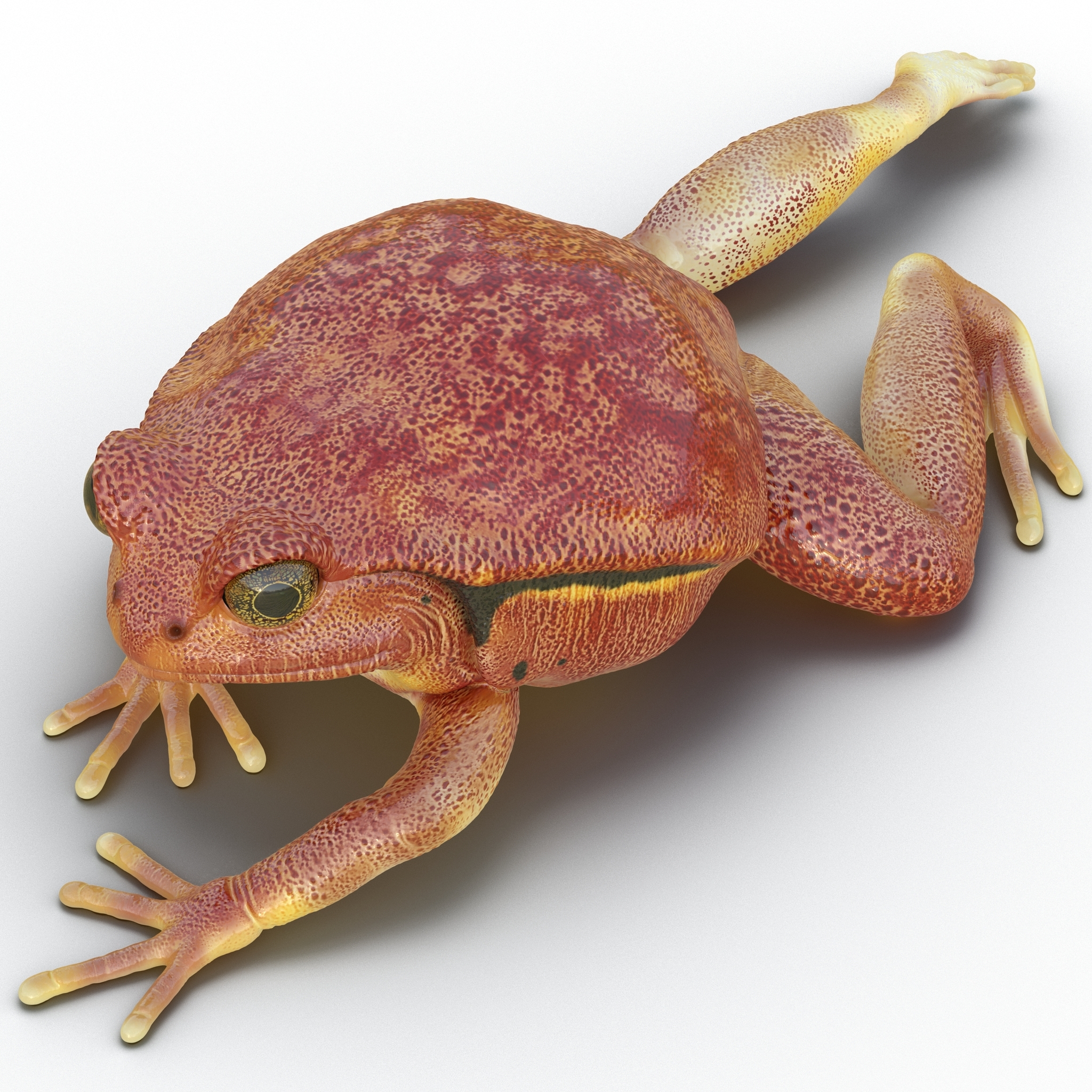 tomato frog pose 3