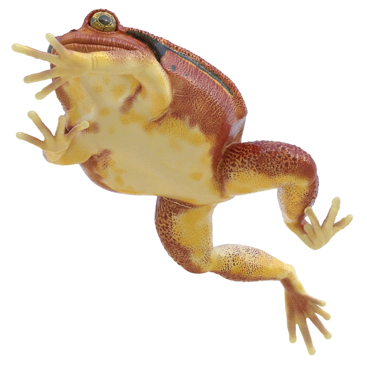 tomato frog pose 3