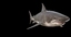 great white shark ocean animation max
