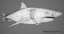 great white shark ocean animation max