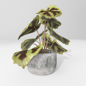 begonia plant 3d model