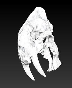 3d model animal skull