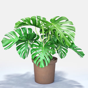 3d model monstera cheese plant