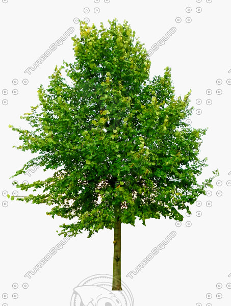 Texture PNG Tree 2D Baum