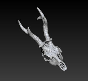 3d model of deer skull
