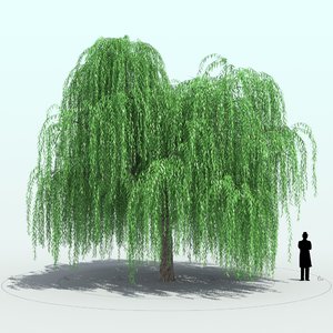 willow tree 3d x