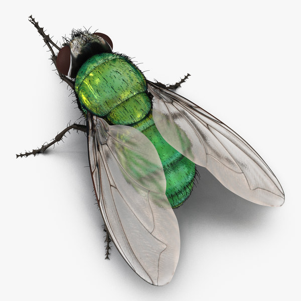苍蝇3d模型