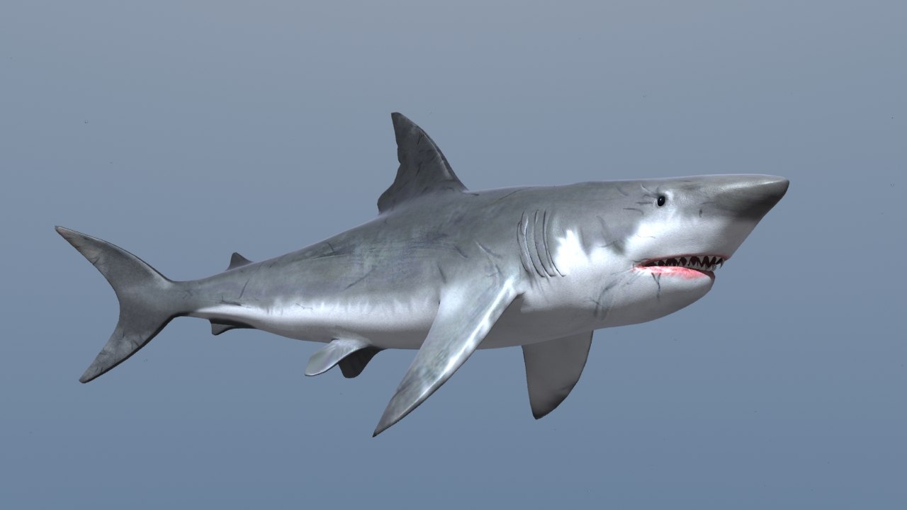 Rekin 3d. Акула в 3d Max. Акула 3d модель. Три акулы.