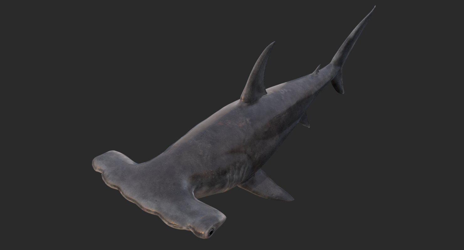 realistic hammerhead shark 3d model