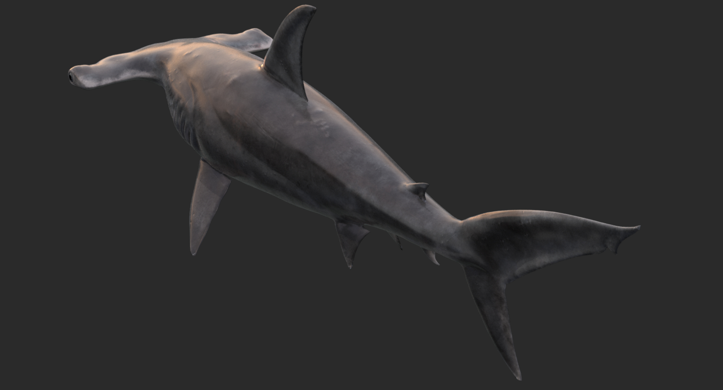 realistic hammerhead shark 3d model