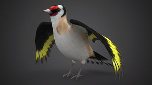 3d pintassilgo bird