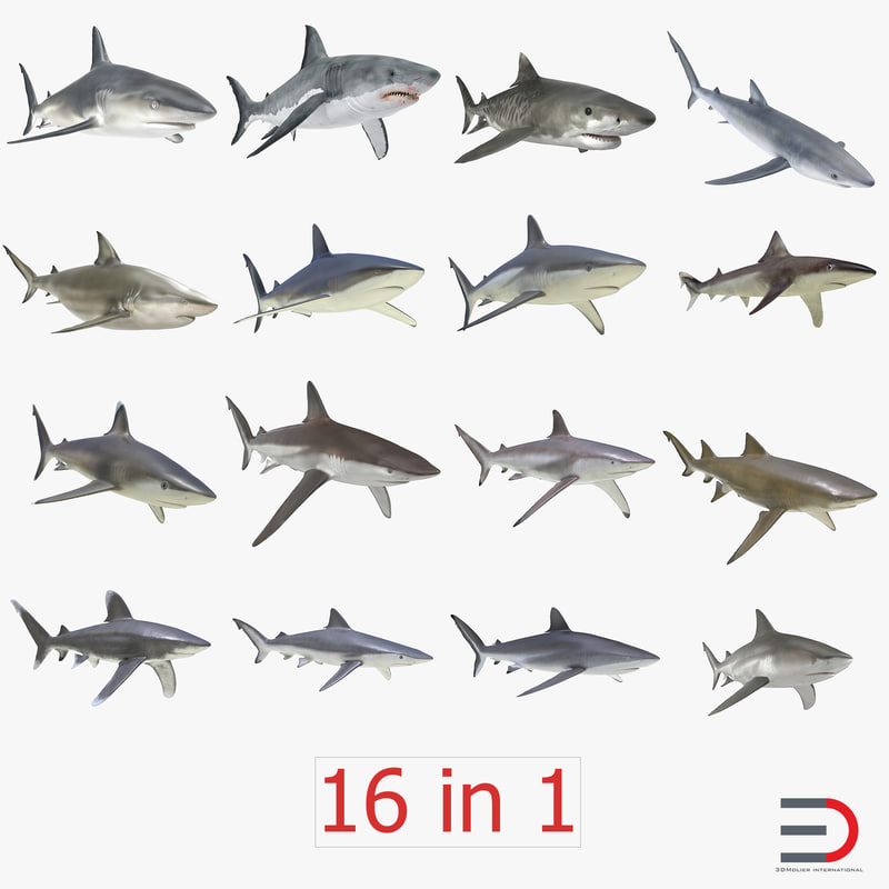 3d model of sharks 2
