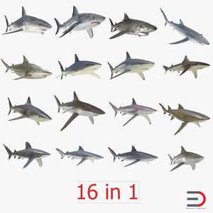 3d model of sharks 2