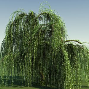 3d tree weeping willow