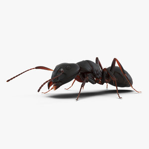 3d model black ant pose 3
