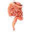 human digestive animation 3d model