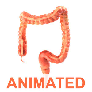3d model human colon animation