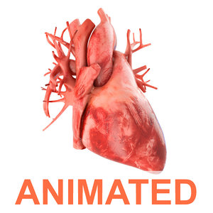human heart animation 3d model