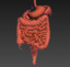 human digestive animation 3d model