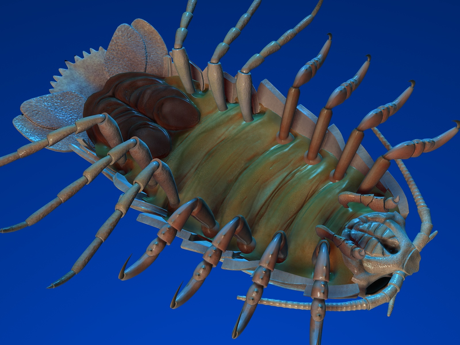 max giant isopod