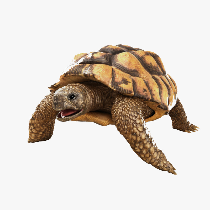 3d Greek Turtle