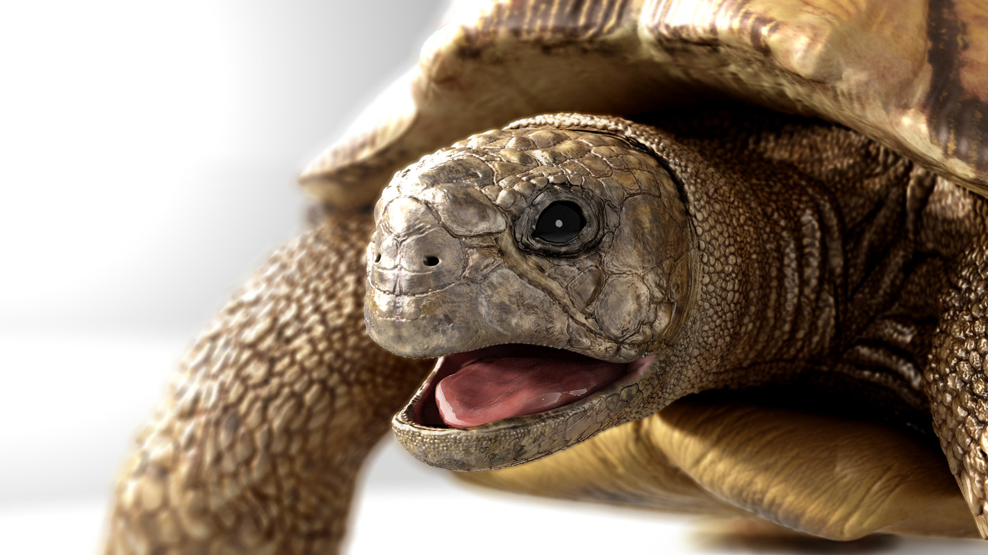 3d Greek Turtle