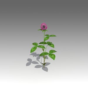 trifolium flower 3d fbx