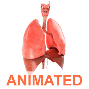 3d realistic human lungs animation