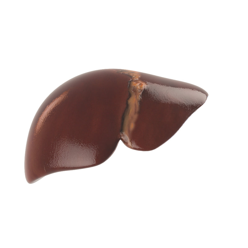 Obj Realistic Human Liver