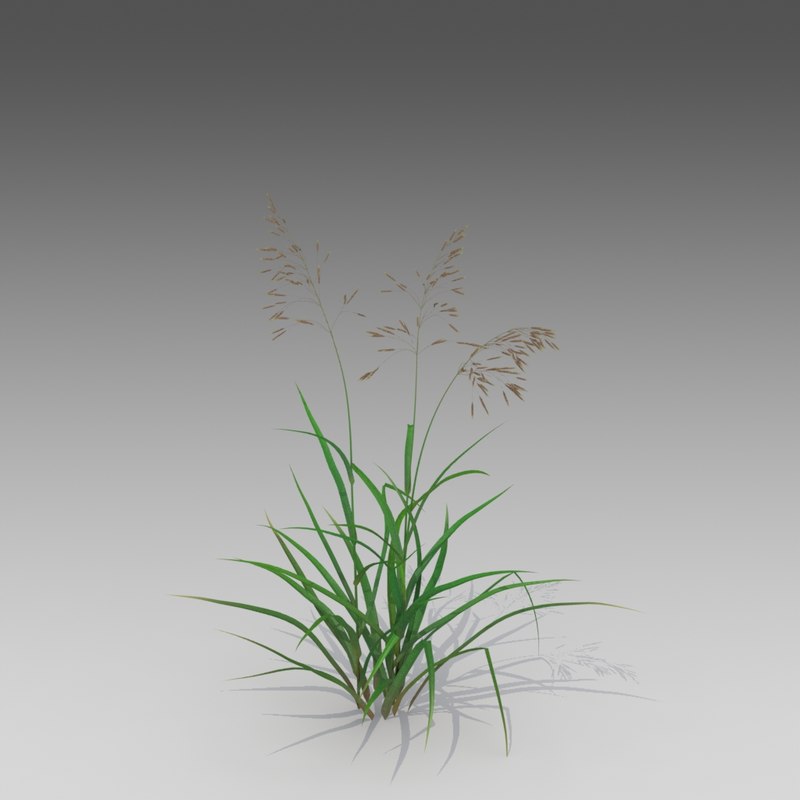3d brome smooth grass