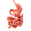 3d model realistic human stomach small intestine