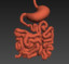 3d model realistic human stomach small intestine