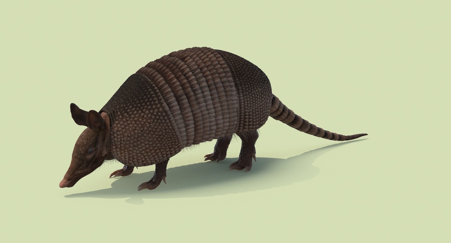 armadillo