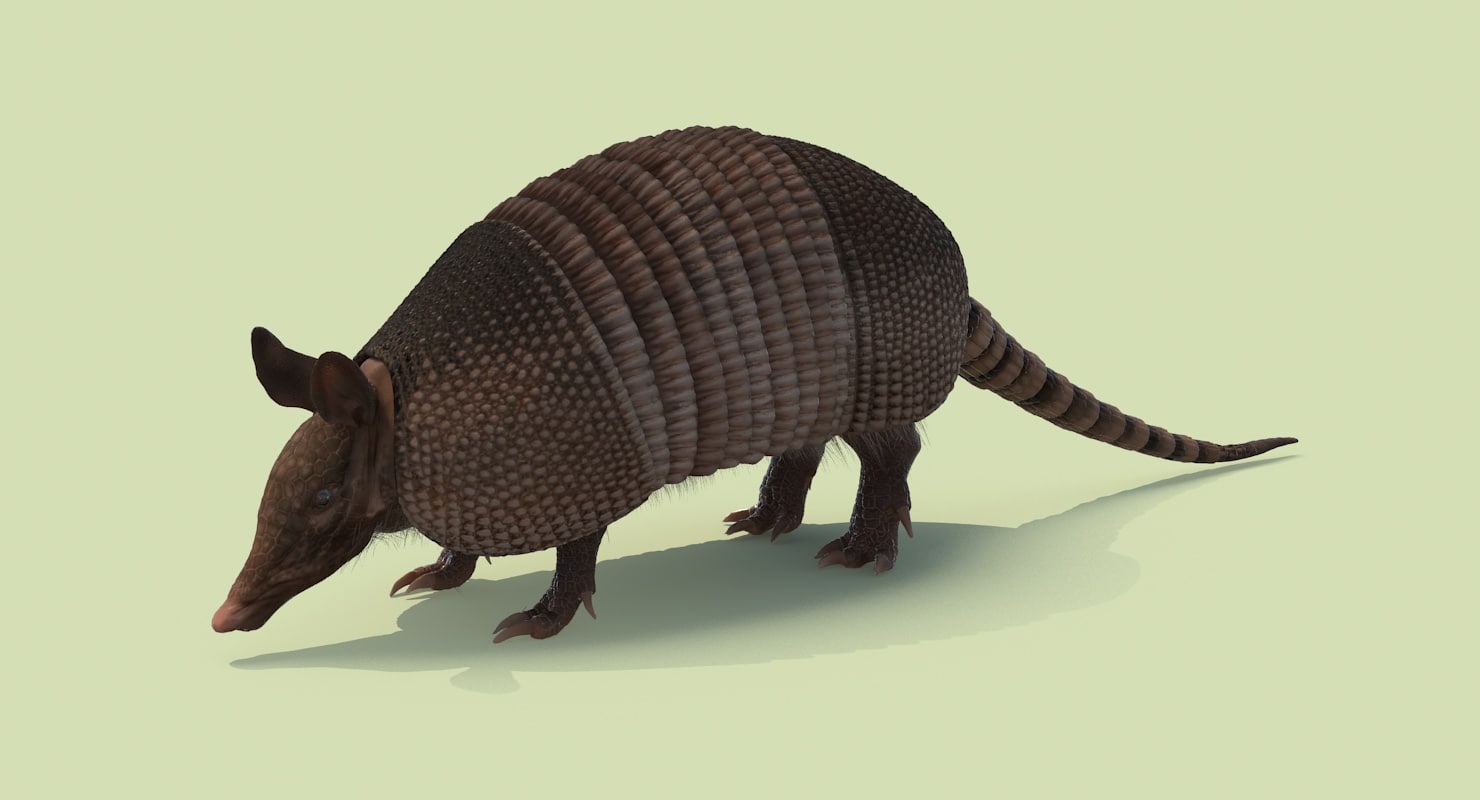 armadillo