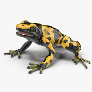 3d poison dart frog yellow model