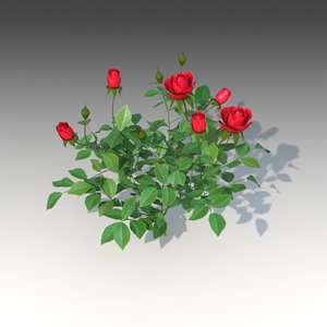 flower rose set x