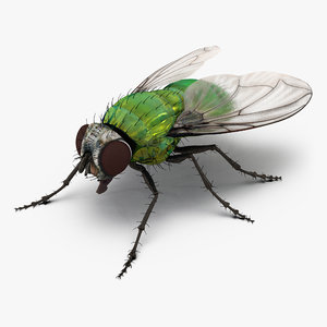 3d green bottle fly model