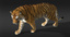 3d tiger fur animation model