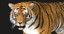 3d tiger fur animation model