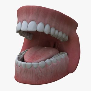 3d teeth gums model