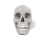 female skull 3d model