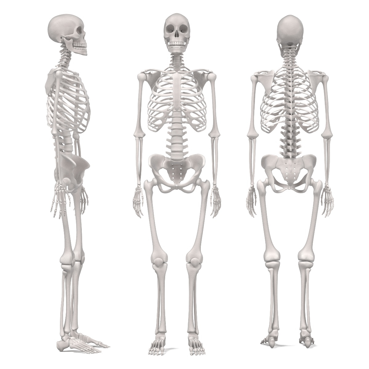 male female skeletons 3d blend