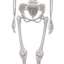 3d model female skeleton